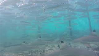 Blacktip Reef Sharks Inside A Fish Trap 3