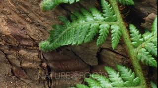 Timelapse Of Fern Unfolding