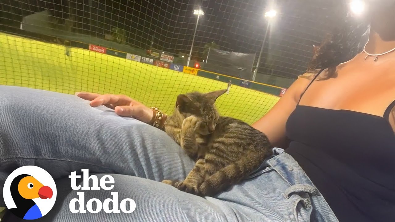 Stray Cat Jumped Into Woman's Lap During Third Inning | The Dodo