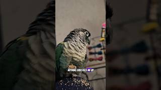 Just Another Day As A Bird Parent 😂 #parrotlovers #funnyanimals