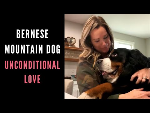 Video: Câinii de munte bernezi sunt afectuoși?