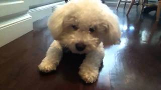 bichon poodle doing tricks