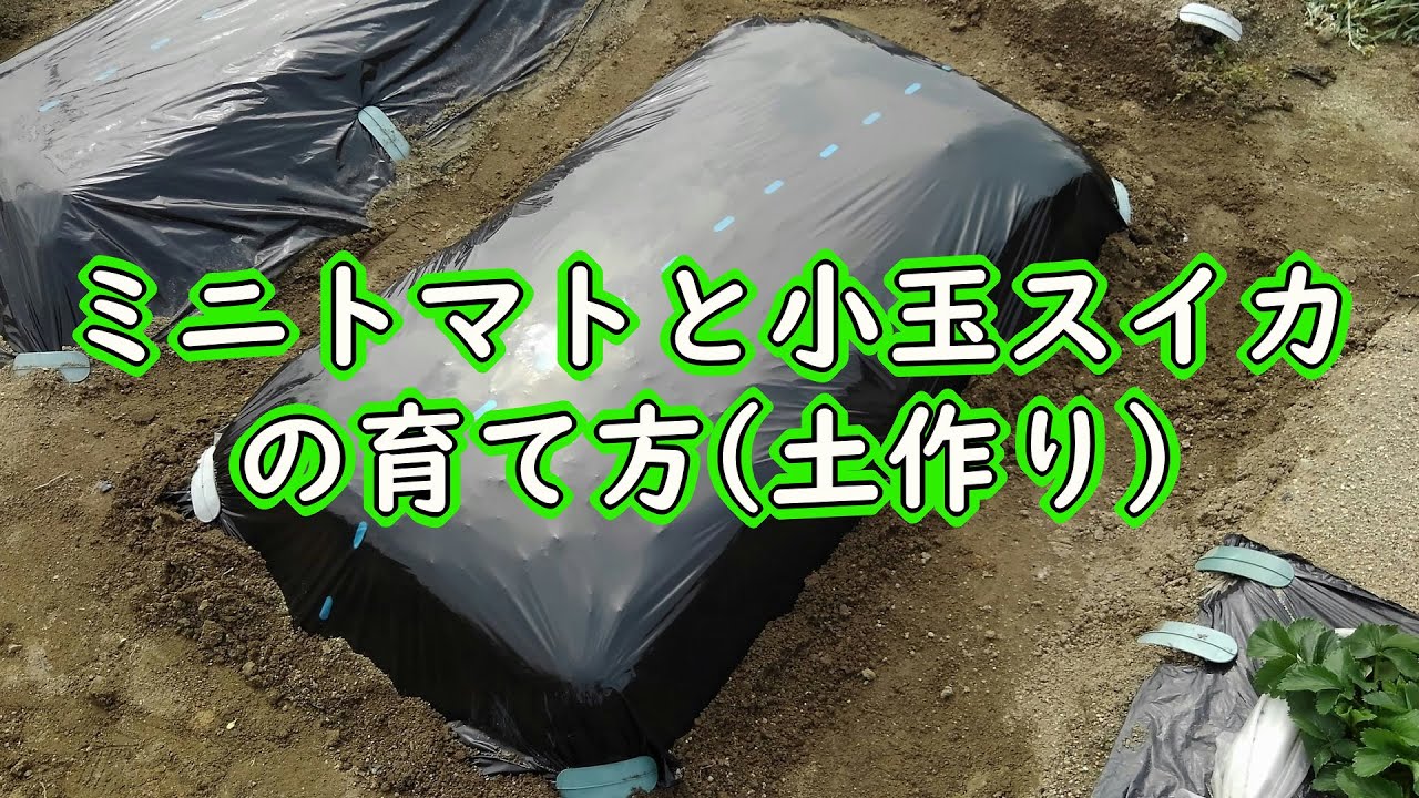 ミニトマトと小玉スイカの育て方 土作り 有機栽培でおいしい野菜作り