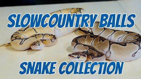 Slowcountry Balls snake collection after the big move!!!