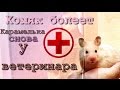 Хомяк болеет. Карамелька снова у ветеринара.