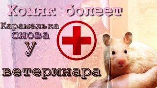 Хомяк болеет. Карамелька снова у ветеринара. Хомяк болеет. Карамелька снова у ветеринара.