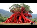 20 most unusual trees in the world