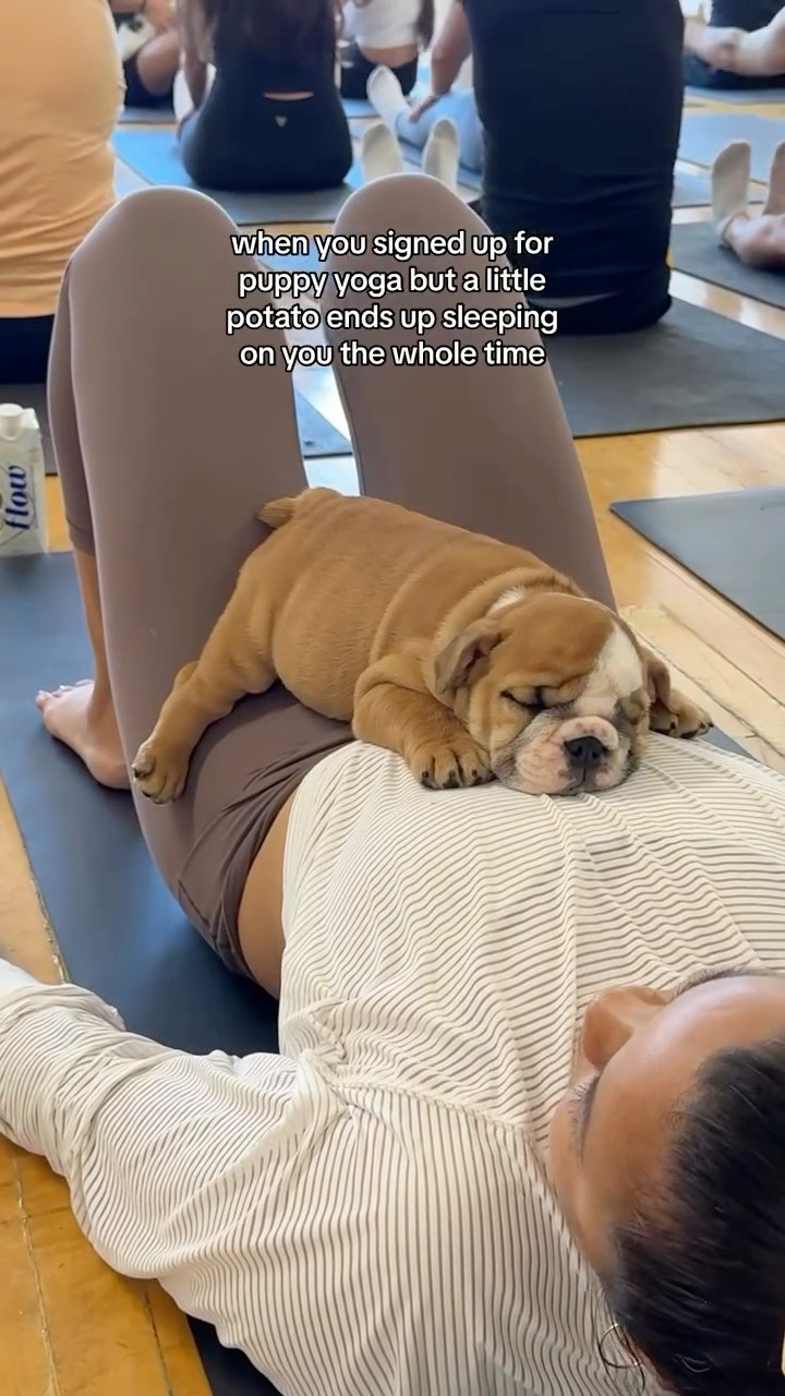 #JasonDeruloTV // Puppy ?? #GotPermissionToPost From @thepuppysphere #FromTheIslands