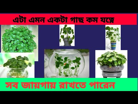 ভিডিও: ডলার গাছ: বাড়িতে কীভাবে যত্ন করবেন?