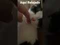 AQUÍ TRATANDO DE PENSAR Y DE RELAJARME UN POCO🐕🤔y tú estas relajado como yo/MAS VIDEOS  #shorts