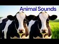 Animal Names and Sounds for Kids 🐒 | Learn Animals Name with Real Photos | Kids Learning Video