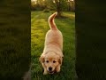 🐶 Cutest Golden Retriever Puppy Chasing His Own Tail 😂❤️ #wildlife #minimalanimal #viral