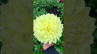 Kelvin Floodlight Dahlia A Radiant Summer Star