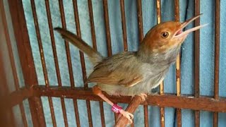 Kompilasi Suara burung prenjak kebun pikat di jamin dapat dalam 2 menit
