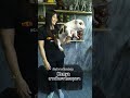 Exotic Bully #americanbully #nanobully #exotic #microexoticbully #Anajak226