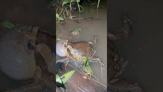So Refreshing to Hear the Frogs Croaking
