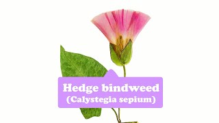 Purity, spirituality, humility, innocence--Hedge bindweed