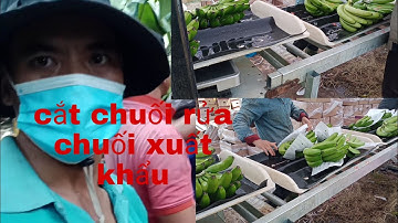 CẮT CHUỐI TIÊU HỒNG BÁN XUẤT KHẨU
