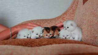6 kittens 6 kittens