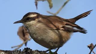 Cinclodes albiventris /  Remolinera Acanelada / Cream-winged Cinclodes