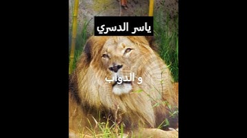 سورة الحج ياسر الدسري#المصحف#اكسبلور#قرآن#ياسر_الدوسري#القرآن_الكريم#الرحمن