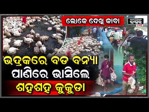 ବନ୍ୟା ପାଣିରେ ବୁଡ଼ିଲା କୁକୁଡ଼ା ଫାର୍ମ, ଭାସିଗଲେ କୁକୁଡ଼ା.. ରାସ୍ତାରେ ରଖି ଉଦ୍ଧାର କଲେ ମାଲିକ...