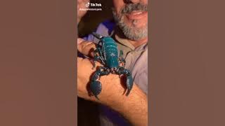 #madagascar #leumers #scorpion #kokoburra #bigcat cute beautiful lovely moment with animals part(3)