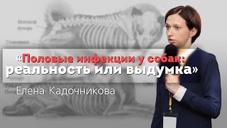 Половые инфекции у собак. Реальность или выдумка