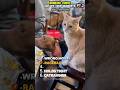 That Cat Got Humbled 😸#shorts #funnycats