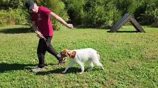 4 Year Old Brittany Spaniel Learns to Stop Leash Pulling in 1 Session!