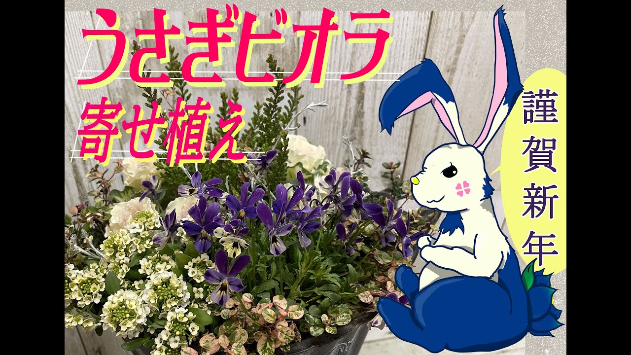 園芸】謹賀新年 ウサギビオラのコンパクト寄せ植えReport:06 - YouTube