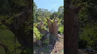 มะขาม ไร่อริยะกาญจนบุรี สวนบอนไซ bonsai