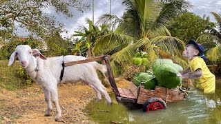 CUTIS Takes Goat To Harvest Coconut Has Trouble ...