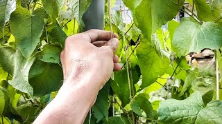 Cara Menanam Dan Membuat Rambatan Bunga Air Mata Pengantin Yang Baik dan Benar