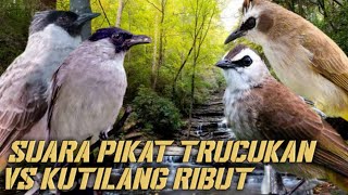 Suara Pikat Trucukan Vs Kutilang Ribut