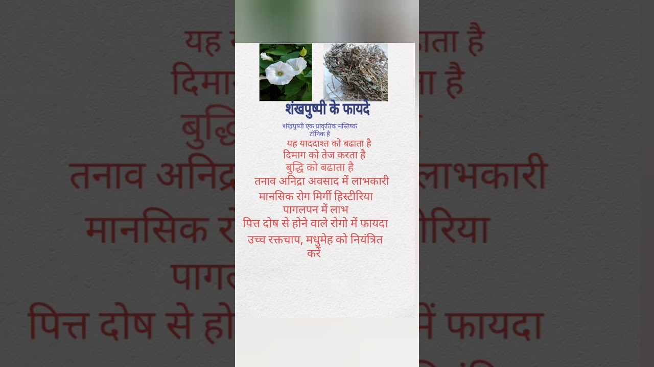 SHANKHPUSHPI KE FAYDE शंखपुष्पी के फायदे 