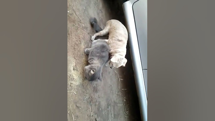 Cachorro tirando atraso com GATO !
