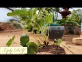 Making plant pot from pile of coconut dried husk. Idea for recycling coconut husk