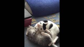 Ахаха забавные котята , просто супер , любовь - морковь , весело им , шок видео ) кот , котята )) Ахаха забавные котята , просто супер , любовь - морковь , весело им , шок видео ) кот , котята ))