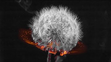 Macro Fire Photography