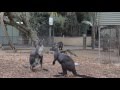 Kangaroo Wallaby Fighting