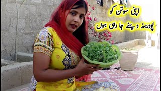 Mint Cutting For New Growth Propagation - Noreens Village Lifestyle - تازہ پودینہ کاٹا
