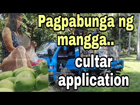 Video: Ano ang Ginagawa ng Paclobutrazol: Alamin ang Tungkol sa Mga Epekto Ng Paclobutrazol Sa Lawn