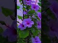 Nature's beauty ❤️