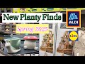 New Planty Finds at Aldi and Lidl Spring 2025