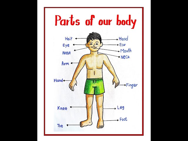 Human body parts drawing easy | YoKidz Drawing | YoKidz Channel - YouTube