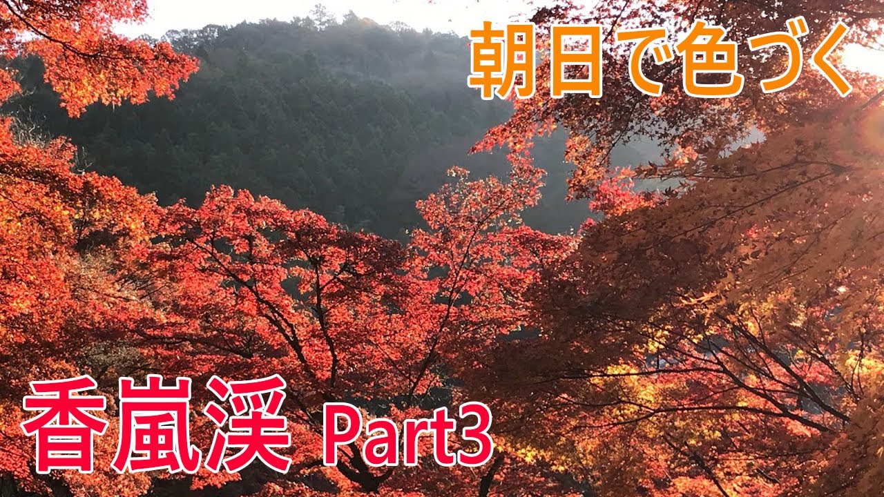 Nmax155 朝日で色づく香嵐渓の紅葉 Part3 一ノ谷 巴橋 21年11月日 Youtube