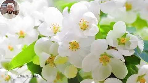 من سورة الانعام 68-70 بصوت الشيخ محمود المبيض