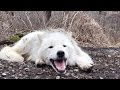 Laziest Wolf Howls (part 9)