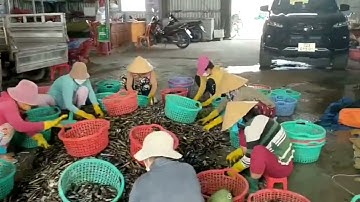 Vũng Tàu Vựa HẢI SẢN TƯƠI NGON RẺ Nhất Định Phải Ghé khi đi Du Lịch THỦY SẢN PHÚ THÀNH SEAFOOD G9